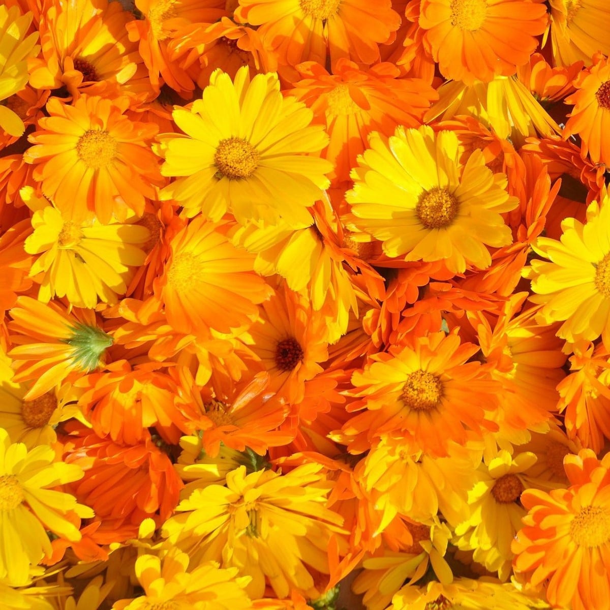 Měsíček lékařský Pacific Beauty Směs - Calendula officinalis - osivo měsíčku - 30 ks