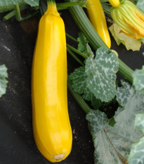 Cuketa Goldena - Cucurbita pepo - osivo cukety - 12 ks