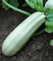 Cuketa Kveta - Cucurbita pepo - osivo cukety - 10 ks