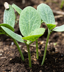 Tykev fíkolistá k roubování - Cucurbita Ficifolia - osivo tykve - 10 ks
