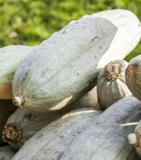 Tykev okrasná Blue Banana - Cucurbita maxima - osivo tykve - 5 ks