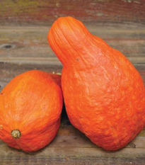 Tykev velkoplodá Boston Marrow - Cucurbita maxima - osivo tykve - 8 ks