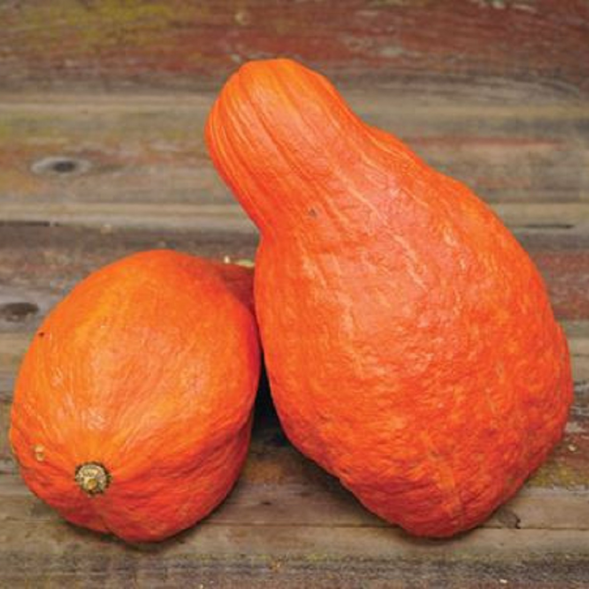 Tykev velkoplodá Boston Marrow - Cucurbita maxima - osivo tykve - 8 ks