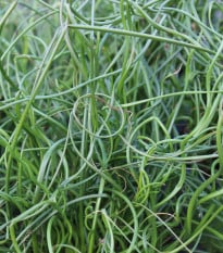Sítina rozkladitá Spiralis - Juncus effusus - osivo sítiny - 20 ks