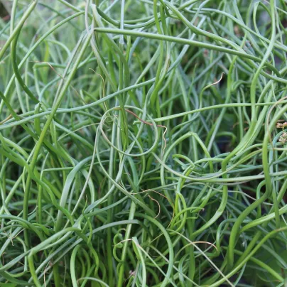 Sítina rozkladitá Spiralis - Juncus effusus - osivo sítiny - 20 ks
