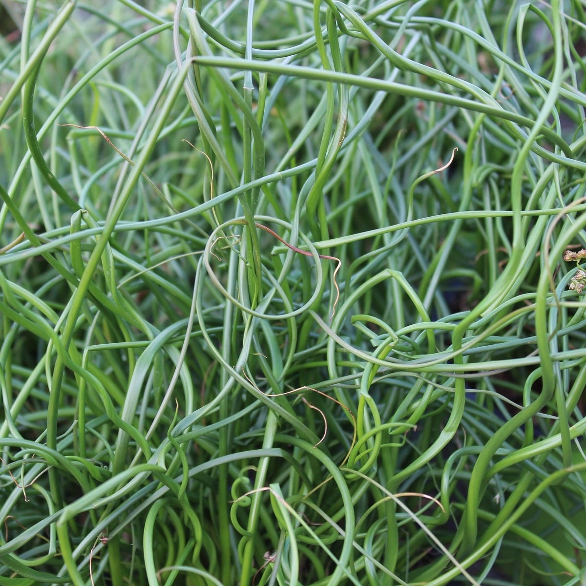 Sítina rozkladitá Spiralis - Juncus effusus - osivo sítiny - 20 ks