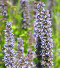 Agastache korejská Seoul - Agastache rugosa - osivo agastache - 20 ks