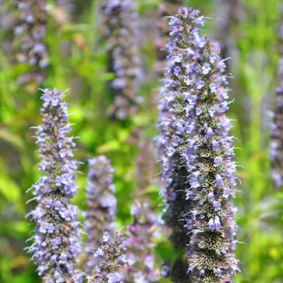 Agastache korejská Seoul - Agastache rugosa - osivo agastache - 20 ks