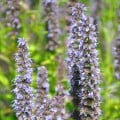 Agastache korejská Seoul - Agastache rugosa - osivo agastache - 20 ks