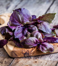 Bazalka červená Chianti - Ocimum basilicum - osivo bazalky - 130 ks