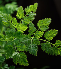 BIO Kerblík setý Fijne Krul - Anthriscus cerefolium crispum - bio osivo kerblíku - 400 ks