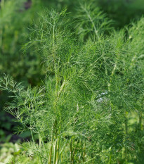 Kopr vonný Ceres - Anethum graveolens - osivo kopru - 200 ks