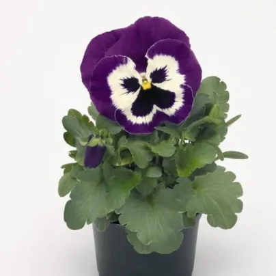 Violka Inspire fialovobílá F1 - Viola x wittrockiana - osivo violky - 20 ks