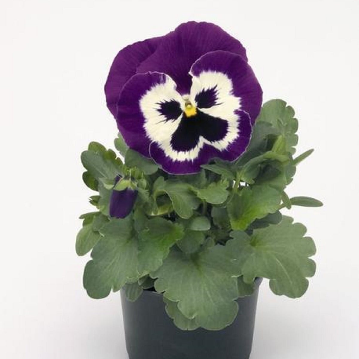 Violka Inspire fialovobílá F1 - Viola x wittrockiana - osivo violky - 20 ks