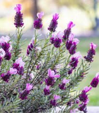 Levandule korunkatá - Lavandula stoechas - osivo levandule - 20 ks