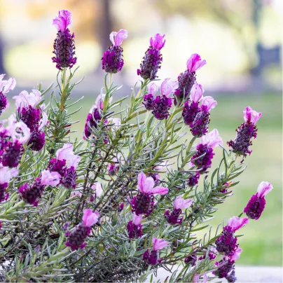 Levandule korunkatá - Lavandula stoechas - osivo levandule - 20 ks