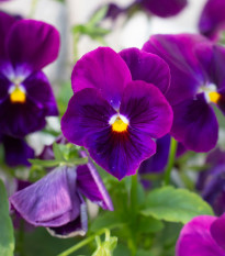 Maceška převislá Cool Wave Purple F1 - Viola x wittrockiana - osivo macešky - 10 ks