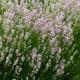 Levandule lékařská růžová SPECIÁL - Lavandula angustifolia - osivo levandule - 15 ks