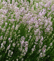 Levandule lékařská růžová SPECIÁL - Lavandula angustifolia - osivo levandule - 15 ks