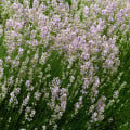 Levandule lékařská růžová SPECIÁL - Lavandula angustifolia - osivo levandule - 15 ks