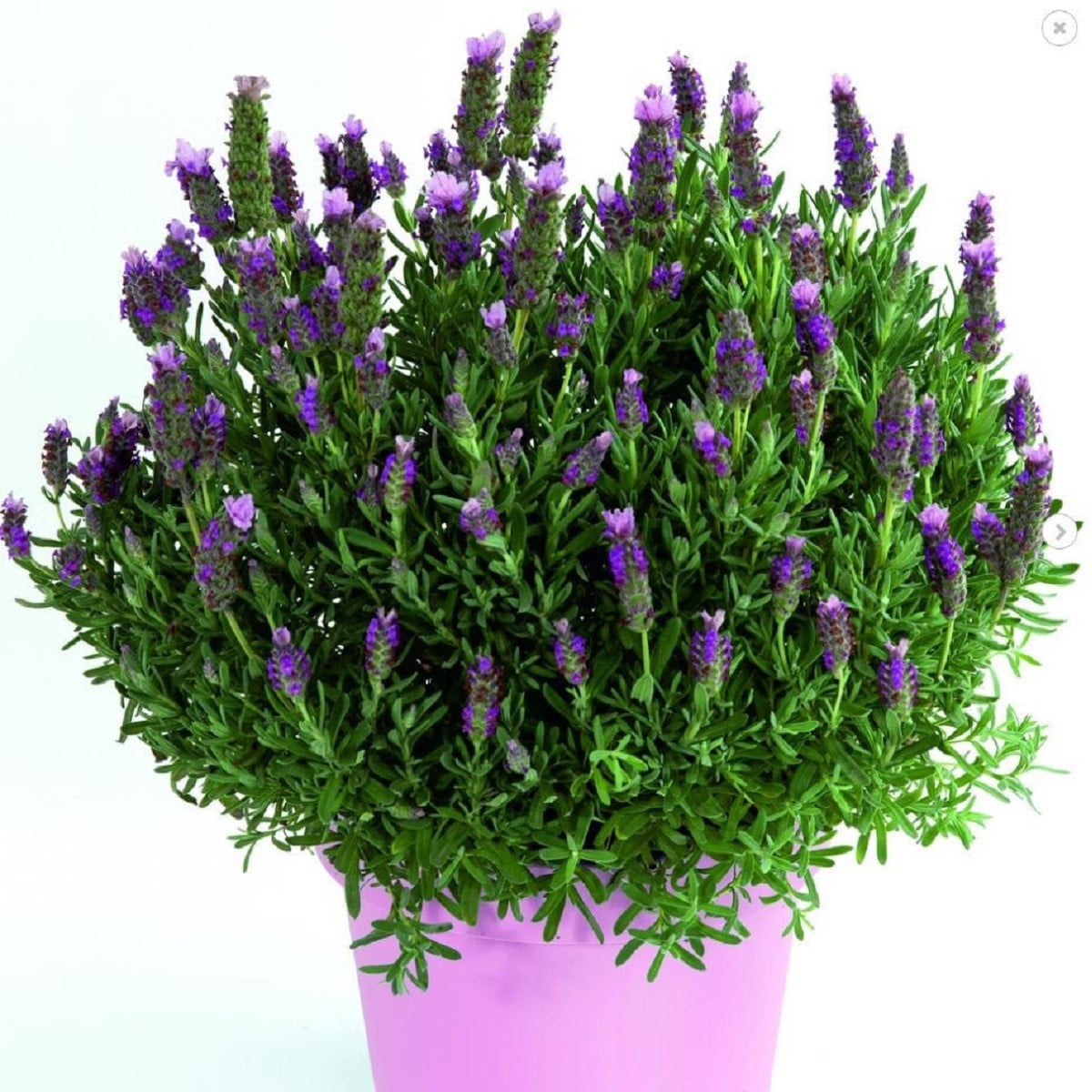 Levandule francouzská Bandera Pink - Lavandula stoechas - osivo levandule - 20 ks