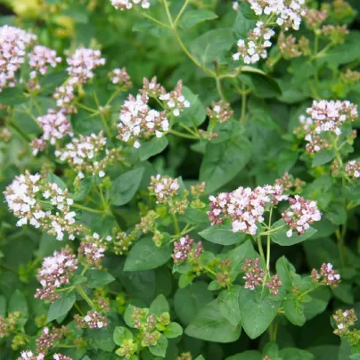 Majoránka divoká - Pot marjoram - osivo majoránky - 500 ks
