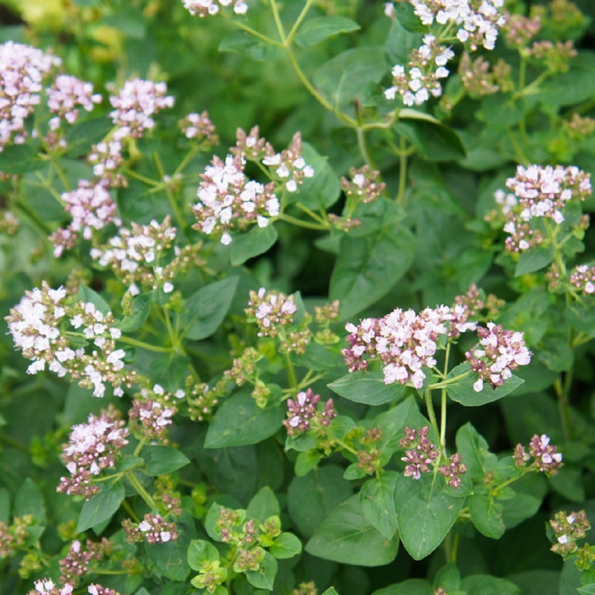 Majoránka divoká - Pot marjoram - osivo majoránky - 500 ks