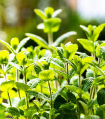 Máta jablečná - Máta egyptská - Mentha rotundifolia - osivo máty - 50 ks