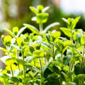 Máta jablečná - Máta egyptská - Mentha rotundifolia - osivo máty - 50 ks