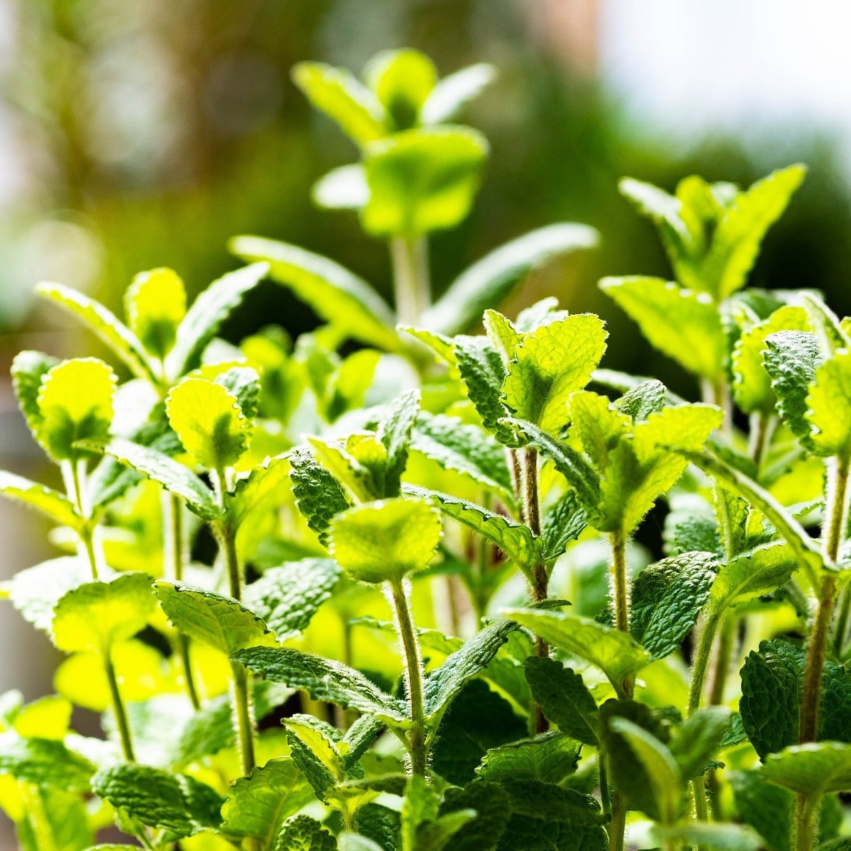 Máta jablečná - Máta egyptská - Mentha rotundifolia - osivo máty - 50 ks