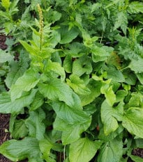 BIO Merlík všedobr - Chenopodium henricus - bio osivo merlíku - 150 ks