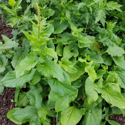BIO Merlík všedobr - Chenopodium henricus - bio osivo merlíku - 150 ks
