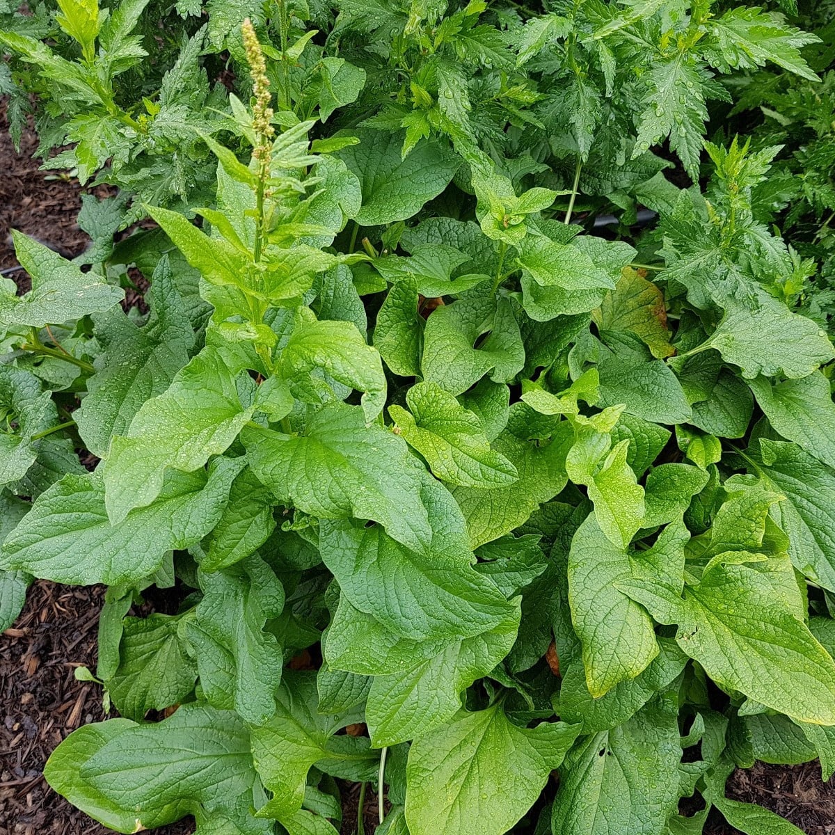 BIO Merlík všedobr - Chenopodium henricus - bio osivo merlíku - 150 ks