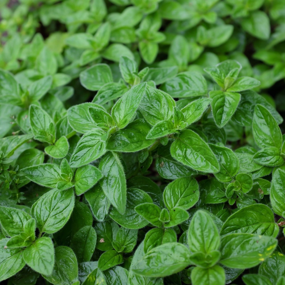 Oregano Paula - Origanum vulgare - osivo oregana - 150 ks