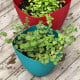 BIO Řecké oregano - Origanum hirtum - bio osivo oregana - 250 ks