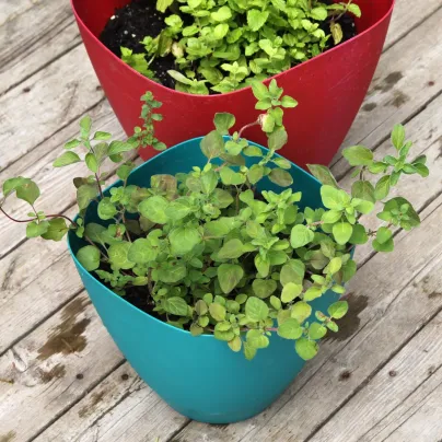 BIO Řecké oregano - Origanum hirtum - bio osivo oregana - 250 ks
