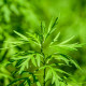 BIO Pelyněk pravý - Artemisia absinthum - bio osivo pelyňku - 0,02 g