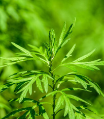 BIO Pelyněk pravý - Artemisia absinthum - bio osivo pelyňku - 0,02 g