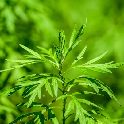 BIO Pelyněk pravý - Artemisia absinthum - bio osivo pelyňku - 0,02 g