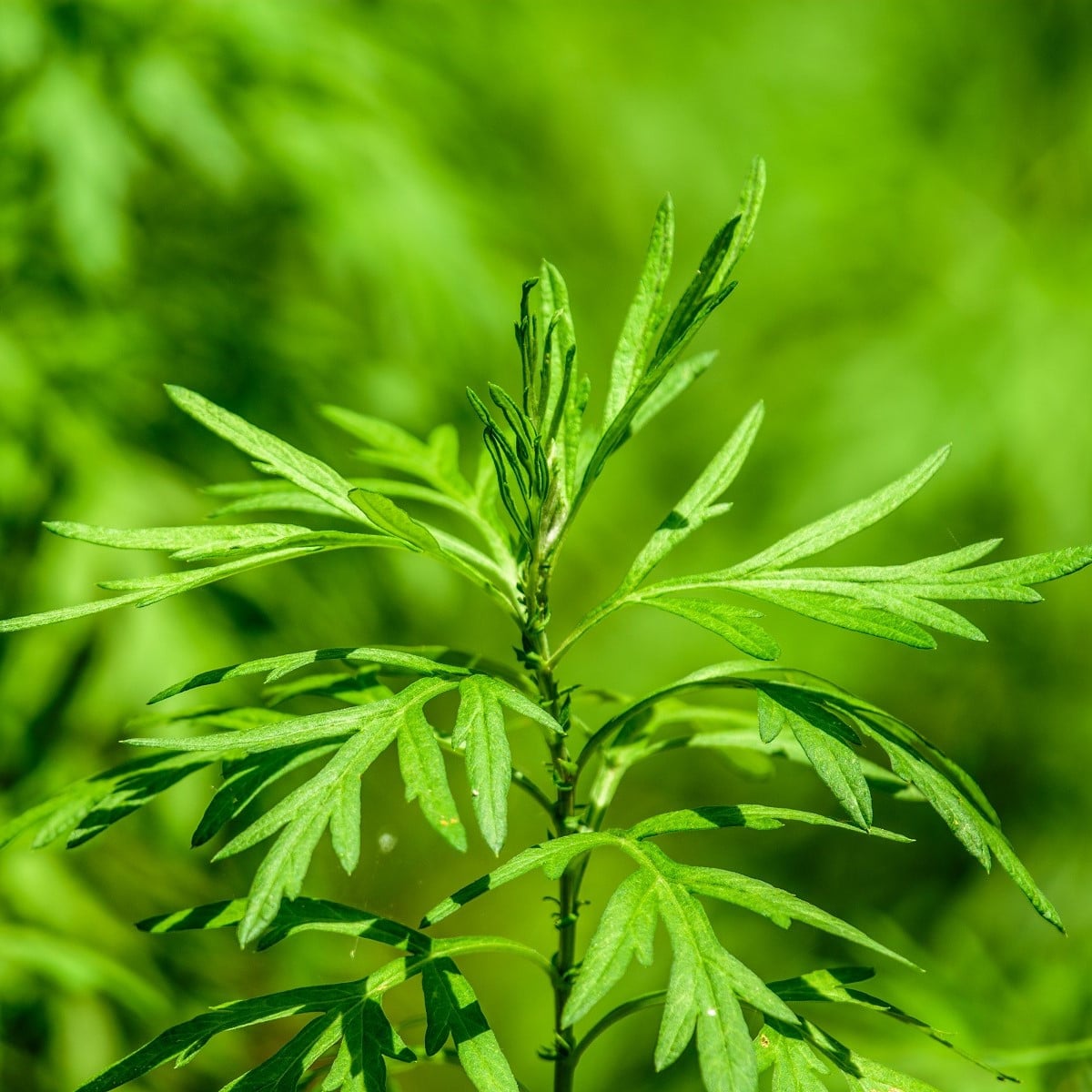 BIO Pelyněk pravý - Artemisia absinthum - bio osivo pelyňku - 0,02 g