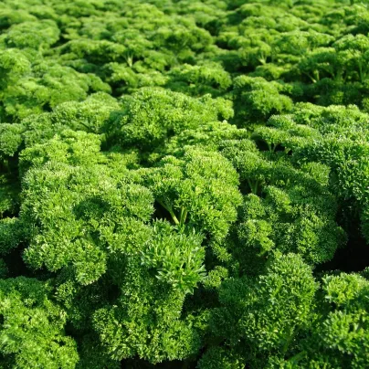 Petržel Astra naťová - Petroselinum crispum - osivo petržele - 700 ks