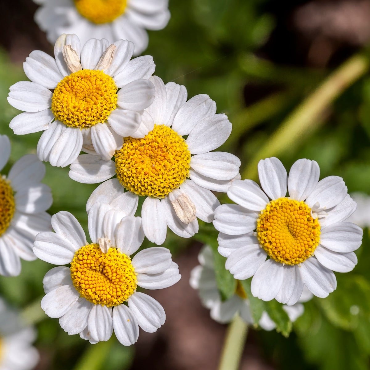 Řimbaba obecná - Chrysanthemum parthenium - osivo řimbaby - 15 ks