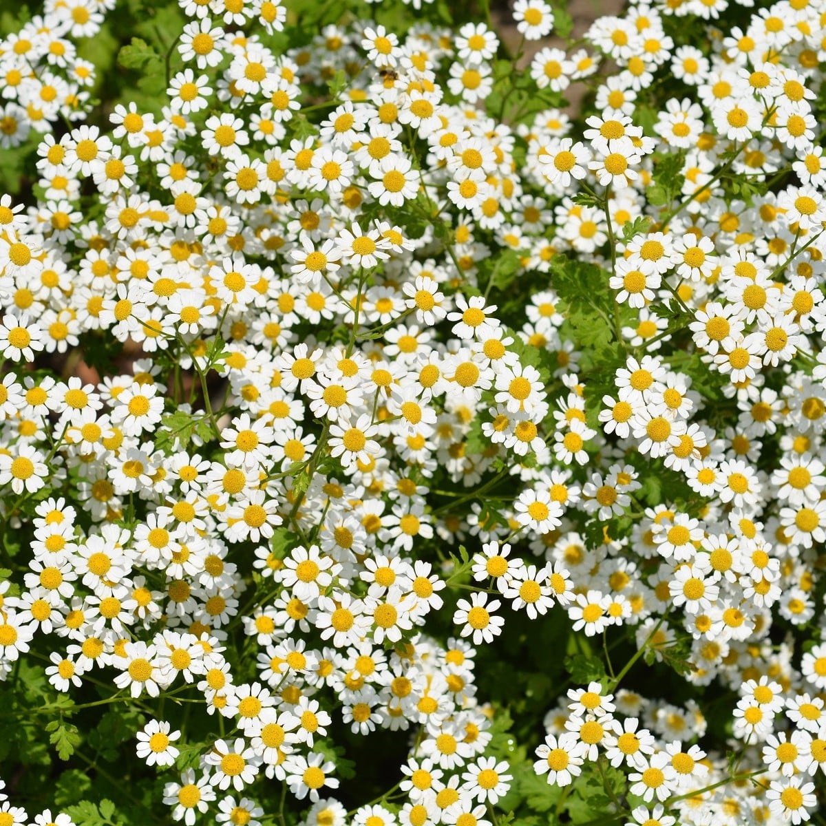 Řimbaba žlutá Golden Feverfew - Chrysanthemum parthenium - osivo řimbaby - 400 ks