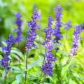 Šalvěj pomoučená modrá - Salvia farinacea - osivo šalvěje - 30 ks