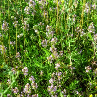 Tymián francouzský letní - Thymus vulgaris - osivo tymiánu - 50 ks