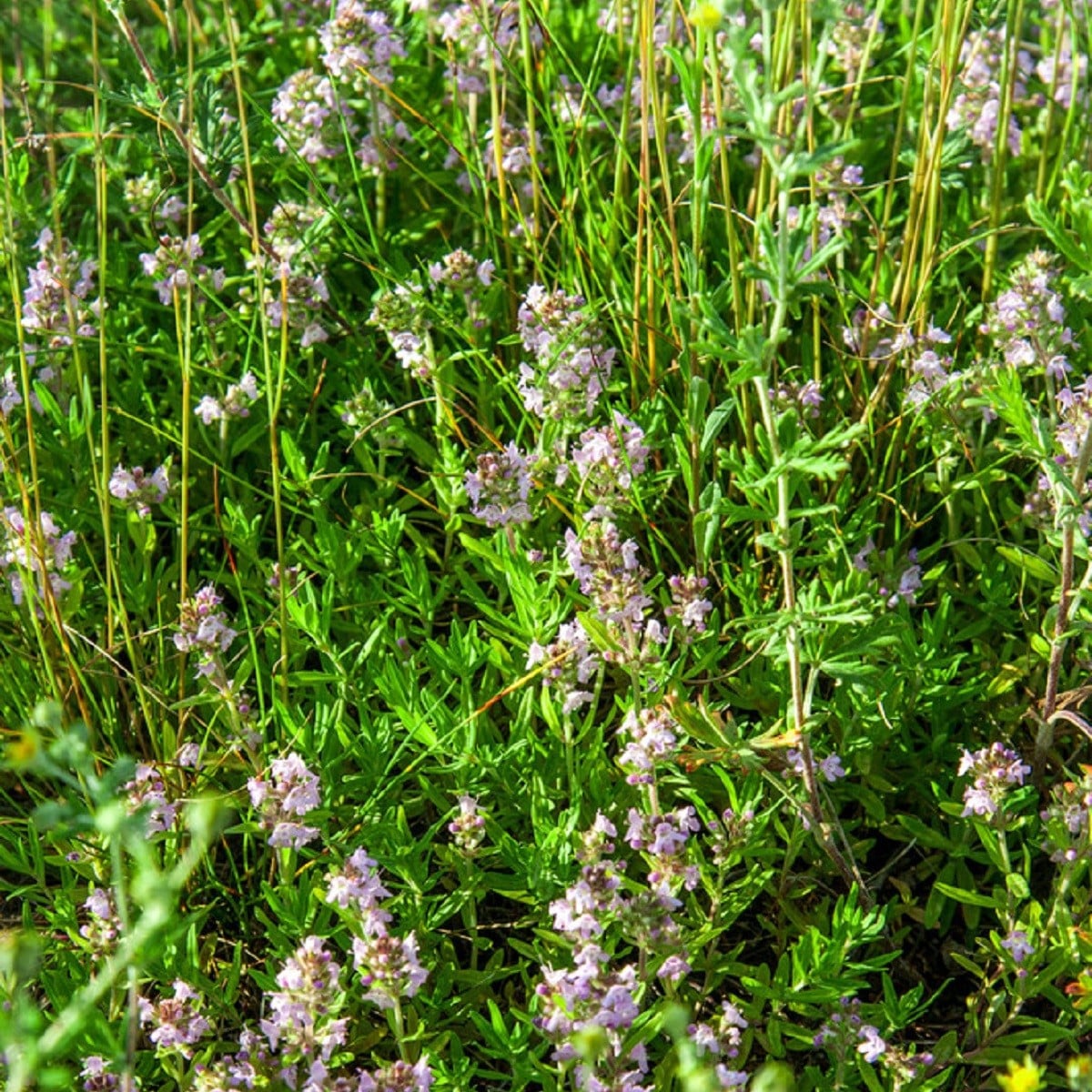 Tymián francouzský letní - Thymus vulgaris - osivo tymiánu - 50 ks