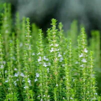 Yzop lékařský bílý - Hyssopus officinalis - osivo yzopu - 100 ks