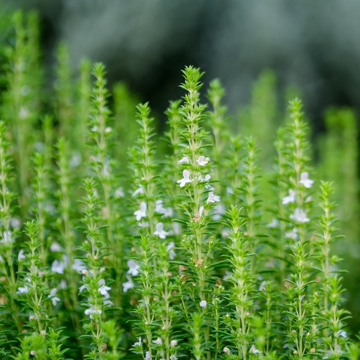 Yzop lékařský bílý - Hyssopus officinalis - osivo yzopu - 100 ks