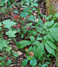 Ženšen pravý - Ginseng - Panax ginseng - osivo ženšenu - 2 ks