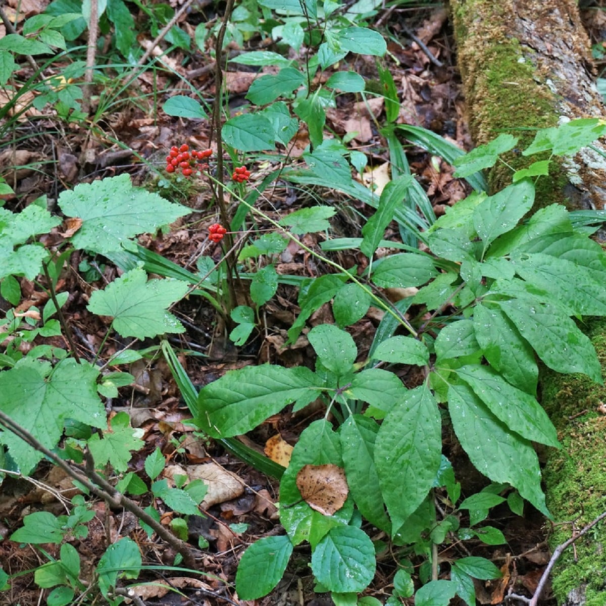 Ženšen pravý - Ginseng - Panax ginseng - osivo ženšenu - 2 ks